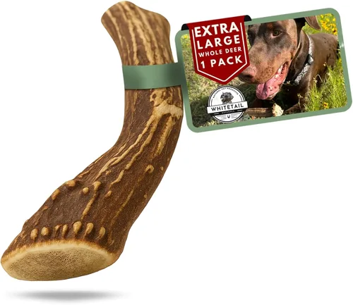Miniatura 19 de Whitetail Naturals - Paquete de 3 masticables medianos para perros con cuernos de ciervo - Cuernos para perros medianos - Huesos de perro
