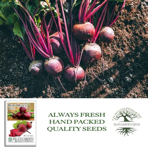 Miniatura 4 de Semillas de remolacha roja "Ruby Queen" para plantar, más de 100 semillas tradicionales por paquete, semillas de jardín de Isla