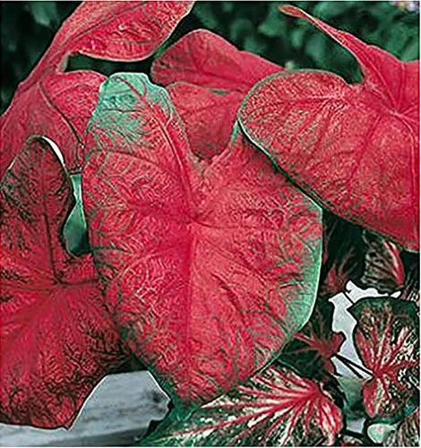 Blaze - Bombillas de caladio para plantar, raíz de gran tamaño, follaje rojo y verde atrevido, resistentes en las zonas 9-11, caladio vibrante para
