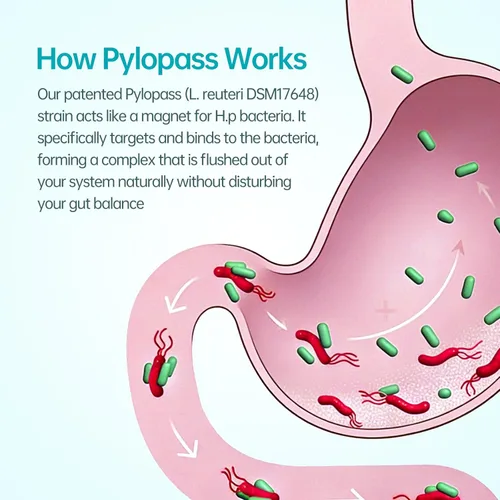 Miniatura 8 de purmeo Probióticos 5 en 1 de alta potencia H. Pylori, 1 por día, soporte gástrico, comodidad digestiva y protección del revestimiento estomacal