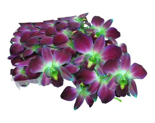 Miniatura 4 de Miami Fresh Orchid Flower OrchidClub USA Sunne Tropical Loose Bloom Head DIY Lei Food Drink Decor GREEN (50 VERDE SAN PATRICK)