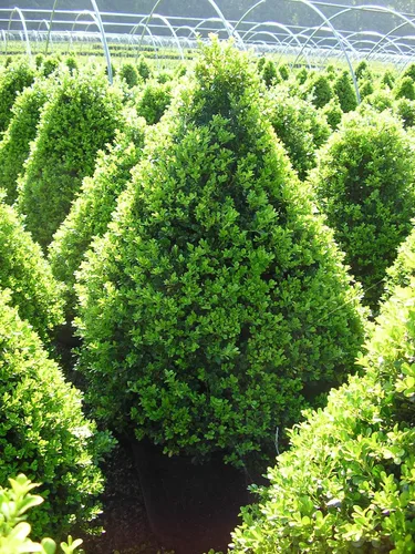 Miniatura 3 de Planta viva de Green Promise Farms - Buxus Cranberry Creek (boj), contenedor de tamaño #2 galones, Evergreen