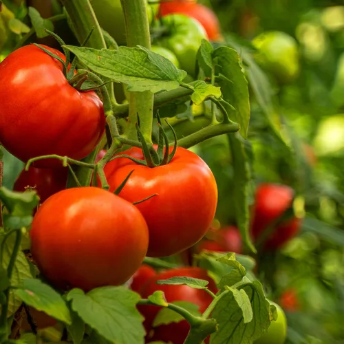Miniatura 2 de Semillas de tomate orgánico (Ponderosa Red Beefsteak) – Aproximadamente 75 semillas – USDA Orgánico, Sin OGM, Polinización Abierta, Herencia, Origen