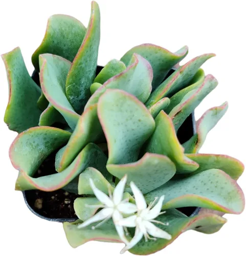 Miniatura 4 de Plantas suculentas vivas de USKC (Graptopetalum Superbum de 2 pulgadas)