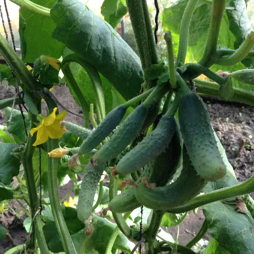 Miniatura 6 de Semillas Pepino Envy of The Neighbors F1 Hybrid Open-Polinated Vegetable for Planting Non-GMO - Tiempo de cosecha 40 días