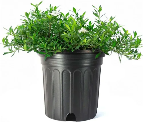 American Plant Exchange Gardenia Radicans – Arbusto vivo en maceta de 10 pulgadas, flores blancas fragantes, planta perenne de fácil cuidado para