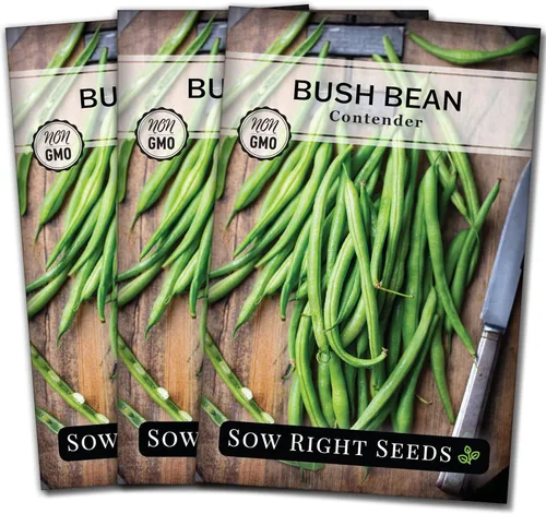 Sow Right Seeds - Semillas de frijol verde Contender Bush para plantar - Paquete de semillas autóctonas sin OMG - Variedad sin hilos para plantar un