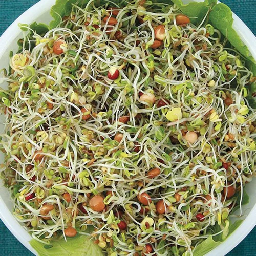 Miniatura 3 de Semillas de mezcla de proteínas de Peyton's para germinar microverdes, 8 onzas, marca "COOL BEANS n SPROUTS", un superalimento lleno