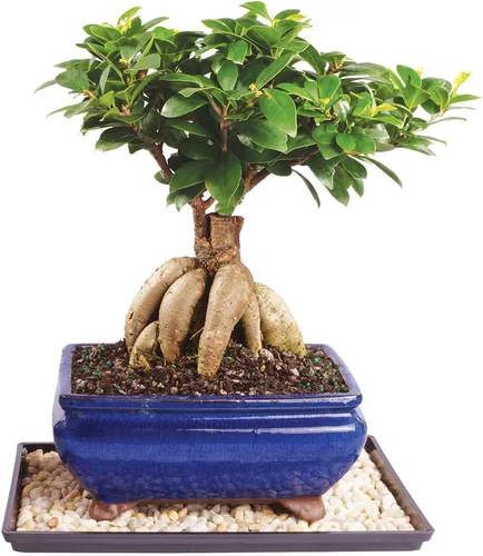 Brussel's Bonsai Live Ginseng - Árbol bonsái de ficus injertado para interiores, mediano, 6 años, de 8 a 12 pulgadas, árbol bonsái vivo en maceta de