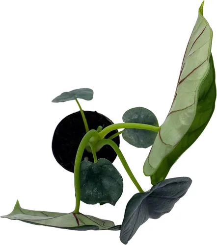 Miniatura 5 de BubbleBlooms Alocasia Silver Dragon, Alocasia Baginda, Joya Alocasia, oreja de elefante dragón plateado en maceta de 2 pulgadas