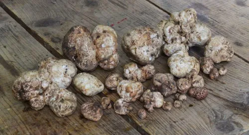 Miniatura 6 de Más de 100 hongos de trufa blanca Esporas de desove micelio - Gris hongo