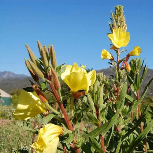 Miniatura 4 de 200 semillas de onagra común enana cubierta de suelo y césped, hermosa flor para maceta, jardín