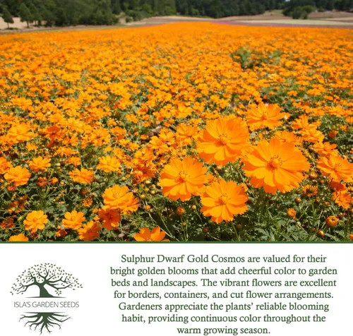 Miniatura 6 de Semillas de flores de cosmos de oro enano azufre para plantar, más de 100 semillas de flores por paquete, semillas de jardín de Isla