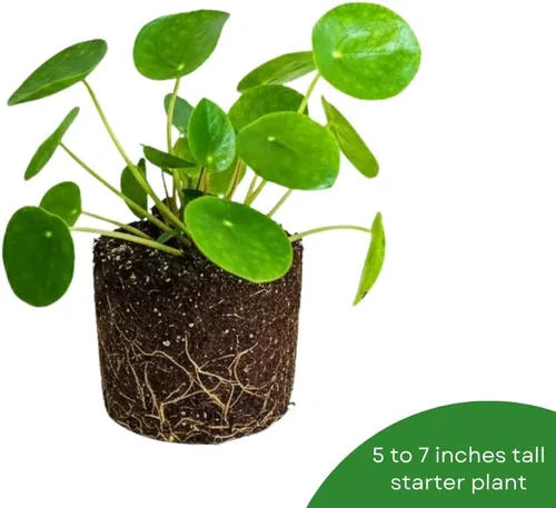 Miniatura 3 de Planta de dinero viva, Pilea Peperomioides Plant Live, de 5 a 7 pulgadas de alto, plantas de dinero en interiores, planta de interior de fácil