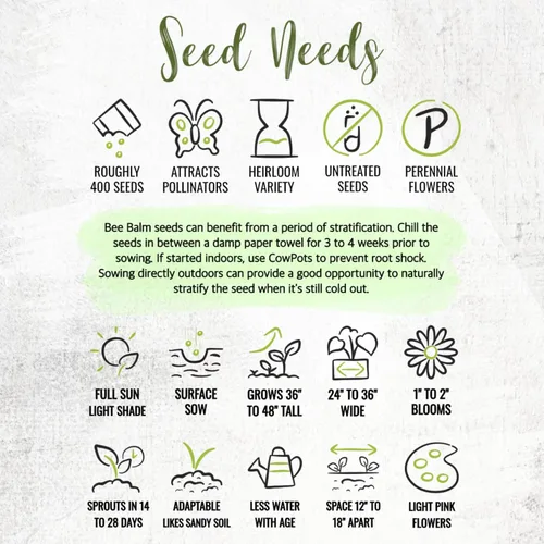 Miniatura 8 de Seed Needs Semillas de bálsamo de abeja para plantar bergamota silvestre, reliquia y flores perennes de polinización abierta para cultivar un jardín