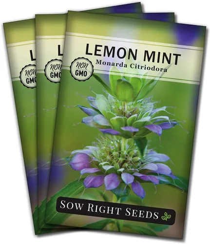 Sow Right Seeds - Semilla de limón y menta para plantar - Heirloom sin OMG con paquete con instrucciones para plantar y cultivar un jardín de té de