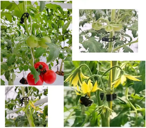 Miniatura 9 de 100 clips de soporte para plantas de jardín, clips de tomate, lazos para plantas, clips de enrejado, clips de enrejado para plantas de vid de Negro