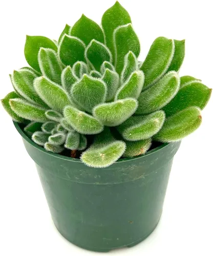 Miniatura 5 de ragnaroc Plantas suculentas vivas – Echeveria Setosa, enraizadas en maceta de 4 pulgadas – 1 unidad – Llegada viva garantizada – Plantas