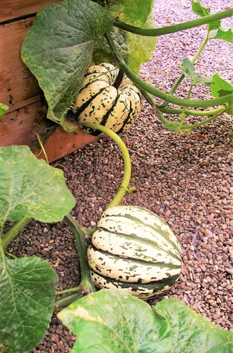 Miniatura 2 de TomorrowSeeds - Semillas de calabaza dulce de bola de masa hervida - Más de 30 unidades - para plantar carnaval bellota delicata calabaza