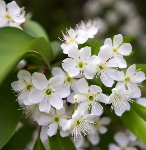 Miniatura 6 de Prunus virginiana (Black Chokecherry, Black Choke Cherry) Semillas de árbol, Atractivo follaje otoñal, semillas de MySeeds.Co, elige