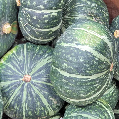 Miniatura 7 de Burgess Buttercup Winter Squash, 25 semillas tradicionales por paquete, semillas sin OMG, nombre botánico: Cucurbita Maxima, Isla's Garden Seeds