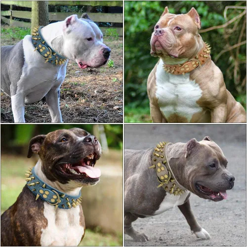 Miniatura 7 de Collar de perro de cuero con púas de 2 pulgadas, remache afilado antimordidas para perros Pit Bull medianos y grandes, cuello marrón para 14-19