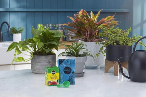 Miniatura 3 de Miracle-Gro Alimento vegetal soluble en agua multiusos de 8 onzas, paquete de 2