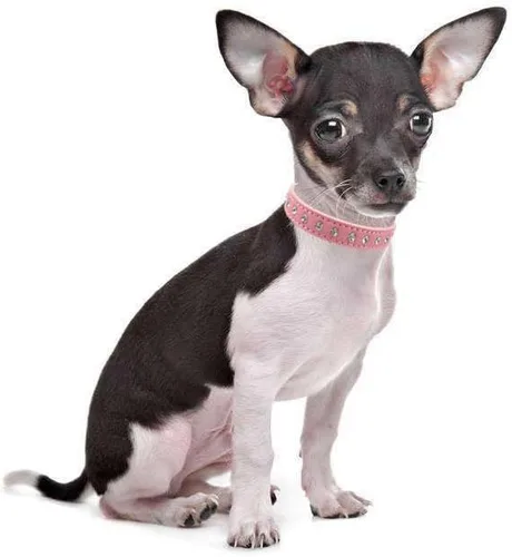 Miniatura 4 de Pimaodog - Collar de piel de ante elegante y deslumbrante con 1 fila de diamantes de imitación de cristal para mascotas, gatos, perros y cachorros