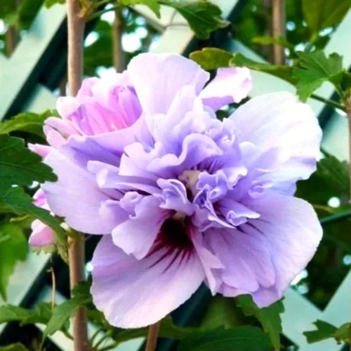 Miniatura 3 de 1 rosa púrpura de Sharon plantas vivas para plantar, plantas de flores de hibisco Althea, plantas de hibisco siriaco viven en un recipiente