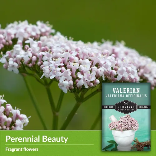 Miniatura 3 de Survival Garden Seeds - Semillas de valeriana para plantar - 1 paquete con instrucciones para plantar y cultivar hierba medicinal Valeriana