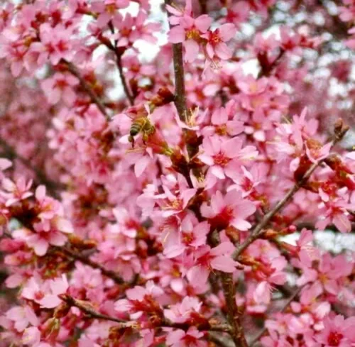 Okame Flowering Cherry Tree - Planta viva de 10 a 16 pulgadas de alto - Maceta de cuarto de galón | Plántula de flor de cerezo japonés rosa - Prunus