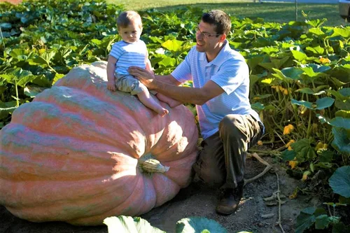 Miniatura 5 de TomorrowSeeds - Semillas de calabaza gigante del Atlántico de Dill's - Más de 20 unidades - para la competencia de tallado de reliquias