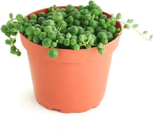 Miniatura 7 de Tienda de Suculentas Gato Calicó Colgante, Crassula Pellucida Variegata, Planta Suculenta Viva Totalmente Enraizada de 10 cm, Planta