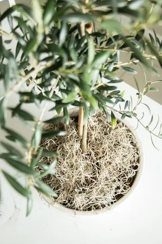 Miniatura 4 de Quality Growers - Mr. Big Fresh Spanish Moss (The Plumper Spanish Moss) - Manualidades, decoración del hogar, proyectos de arte, diseño y bricolaje