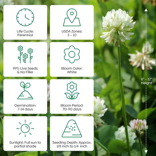 Miniatura 5 de Groundio White Clover Seeds for Lawn Alternative