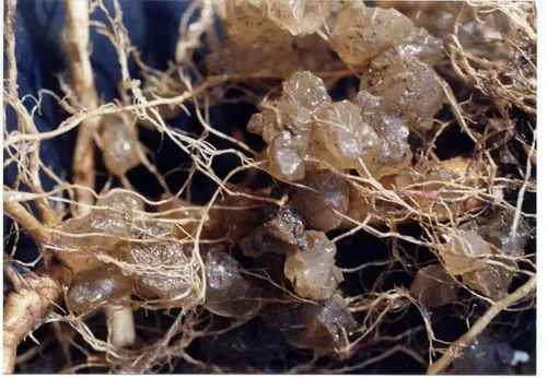 Miniatura 3 de Soil Moist JCD-TP5 Transplante Cubo de 5 libras