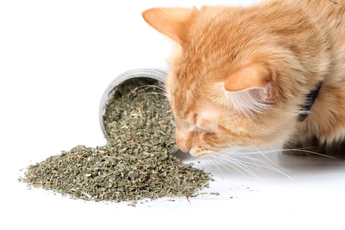Miniatura 3 de Hierba gatera, Nepeta cataria, 1 oz de hierba seca