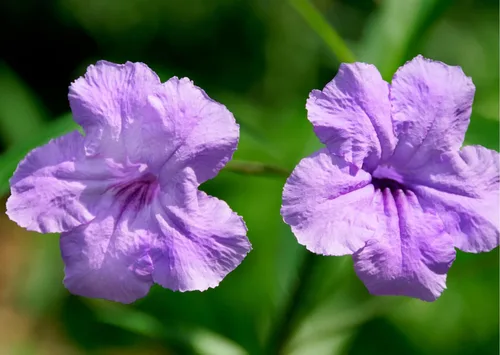 Miniatura 3 de 6 plantas mexicanas de petunia viva, Ruellia Brittoniana Perenne de 5 a 7 pulgadas de altura de barco desnudas
