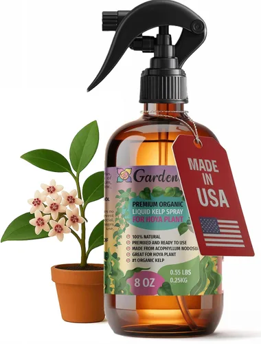 Miniatura 42 de GARDENERA Spray orgánico profesional de algas marinas para plantas AGLAONEMA – 8 oz – Rocío fertilizante de algas marinas y algas marinas totalmente