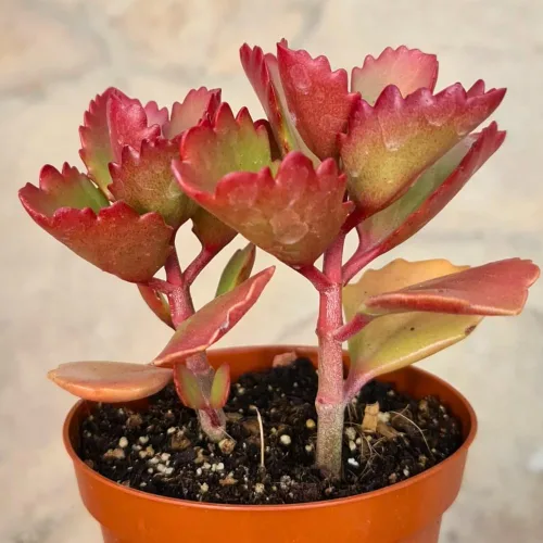 Miniatura 7 de Planta de Kalanchoe viva, planta viva de Madre de miles en maceta de 2 pulgadas, planta suculenta rara de interior (Kalanchoe de chocolate)