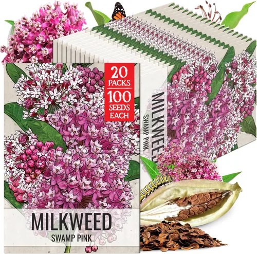 Miniatura 9 de Seed Needs Semillas de algodoncillo naranja para plantar malezas de mariposa, semillas de flores perennes sin tratar para cultivar un jardín