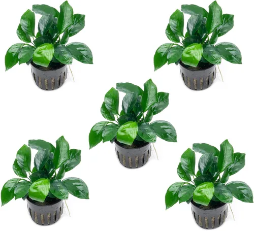 Miniatura 42 de SubstrateSource Plantas vivas – Anubias Hastifolia (Anubias hastifolia) – Luz baja a moderada, hojas en forma de flecha de color verde medio a