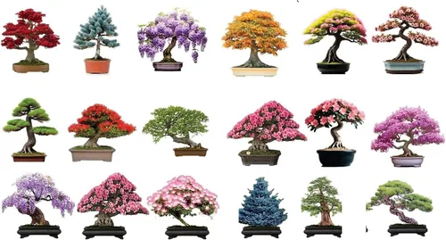 6 tipos de semillas de árboles de bonsái para plantar - Elija de 3 kits o consíguelos todos (Kit 4 - Todos los 18 tipos)