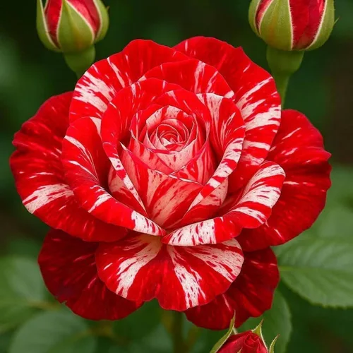 Miniatura 4 de Más de 220 semillas de rosas híbridas para plantar rosas trepadoras, arbustos perennes, plantas ornamentales de larga floración para decoración