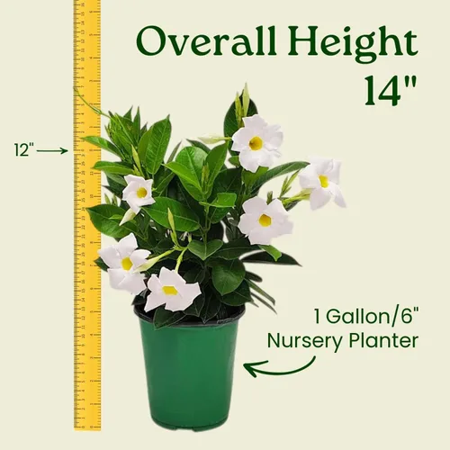 Miniatura 3 de Tropical Plants of Florida - Arbusto blanco de Dipladenia - Altura total de 14 pulgadas - Maceta de 6 pulgadas (1 galón) (solo planta)