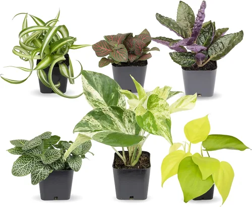 Miniatura 5 de Back to the Roots Kit de cultivo Microgreen DIY, paquete de 6 variedades de cultivo y plantas de interior fáciles de cultivar (paquete de 6)