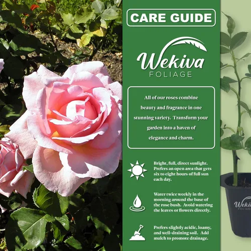 Miniatura 2 de Tiffany Rose Bush - 1 planta de inicio vivo - Impresionante cultivo híbrido de rosas de té añade color y fragancia a cualquier jardín