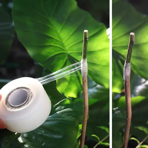 Miniatura 4 de NAYE Cinta de injerto para árboles frutales, 3 piezas de película de floristería elástica, 3 colores con varias elasticidad, cinta de reparación
