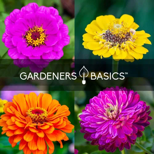 Miniatura 7 de Gardeners Basics, Semillas de Zinnia para plantar al aire libre (5 variedades) variedades de pulbelina, lilliput, envidia, príncipe púrpura y pompón