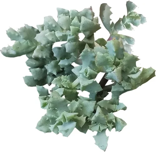 Miniatura 7 de Adenium Obesum - Rosa del desierto de 4 pulgadas, suculenta saludable, rara e inusual, viva de fácil cuidado, planta interior de casa, totalmente
